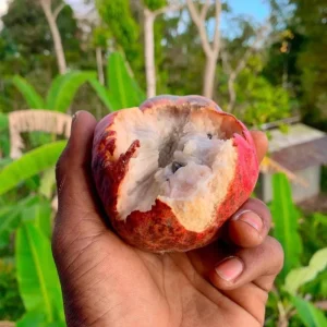 Red Heart Custard Apple Tree (Annona squamosa) Live Fruit Plant - Image 6