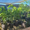 Red Heart Custard Apple Tree (Annona squamosa) Live Fruit Plant - Image 1