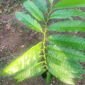 Red Heart Custard Apple Tree Live Plant - Annona Squamosa - 12-18 inch Fruit Tree - Image 2
