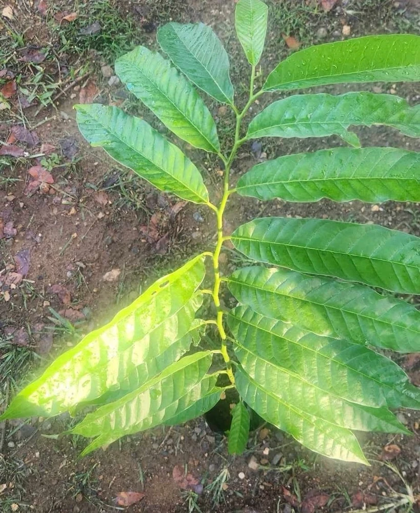 Red Heart Custard Apple Tree Live Plant - Annona Squamosa - 12-18 inch Fruit Tree - Image 2