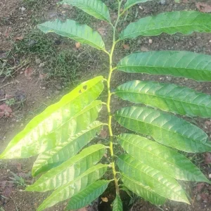 Red Heart Custard Apple Tree Live Plant - Annona Squamosa - 12-18 inch Fruit Tree - Image 3