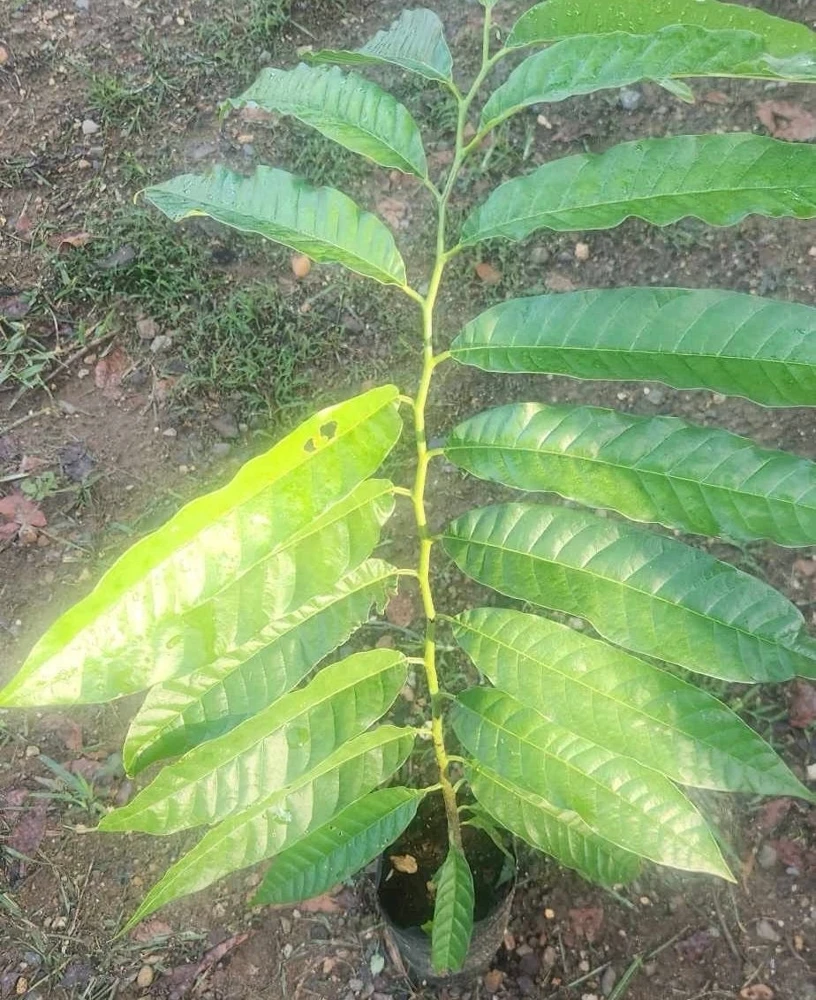 Red Heart Custard Apple Tree Live Plant - Annona Squamosa - 12-18 inch Fruit Tree - Image 3