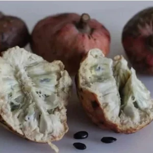 Red Heart Custard Apple Tree Live Plant - Annona Squamosa - 12-18 inch Fruit Tree - Image 4