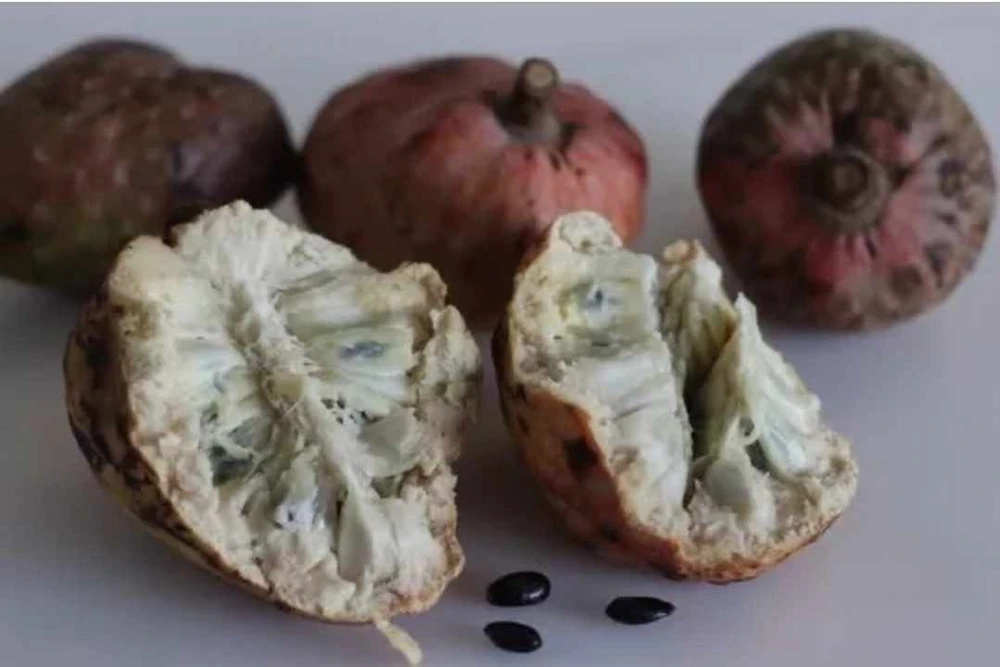 Red Heart Custard Apple Tree Live Plant - Annona Squamosa - 12-18 inch Fruit Tree - Image 4
