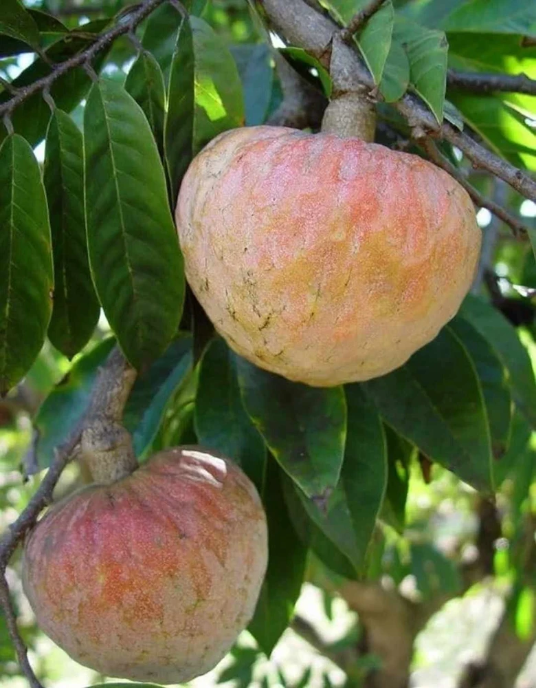 Red Heart Custard Apple Tree Live Plant - Annona Squamosa - 12-18 inch Fruit Tree - Image 5