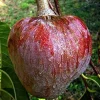Red Heart Custard Apple Tree Live Plant - Annona Squamosa - 12-18 inch Fruit Tree - Image 1