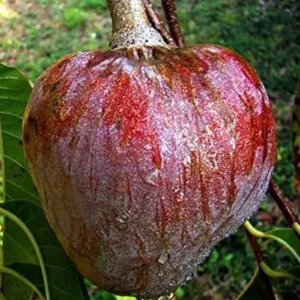 Red Heart Custard Apple Tree Live Plant - Annona Squamosa - 12-18 inch Fruit Tree - Image 1