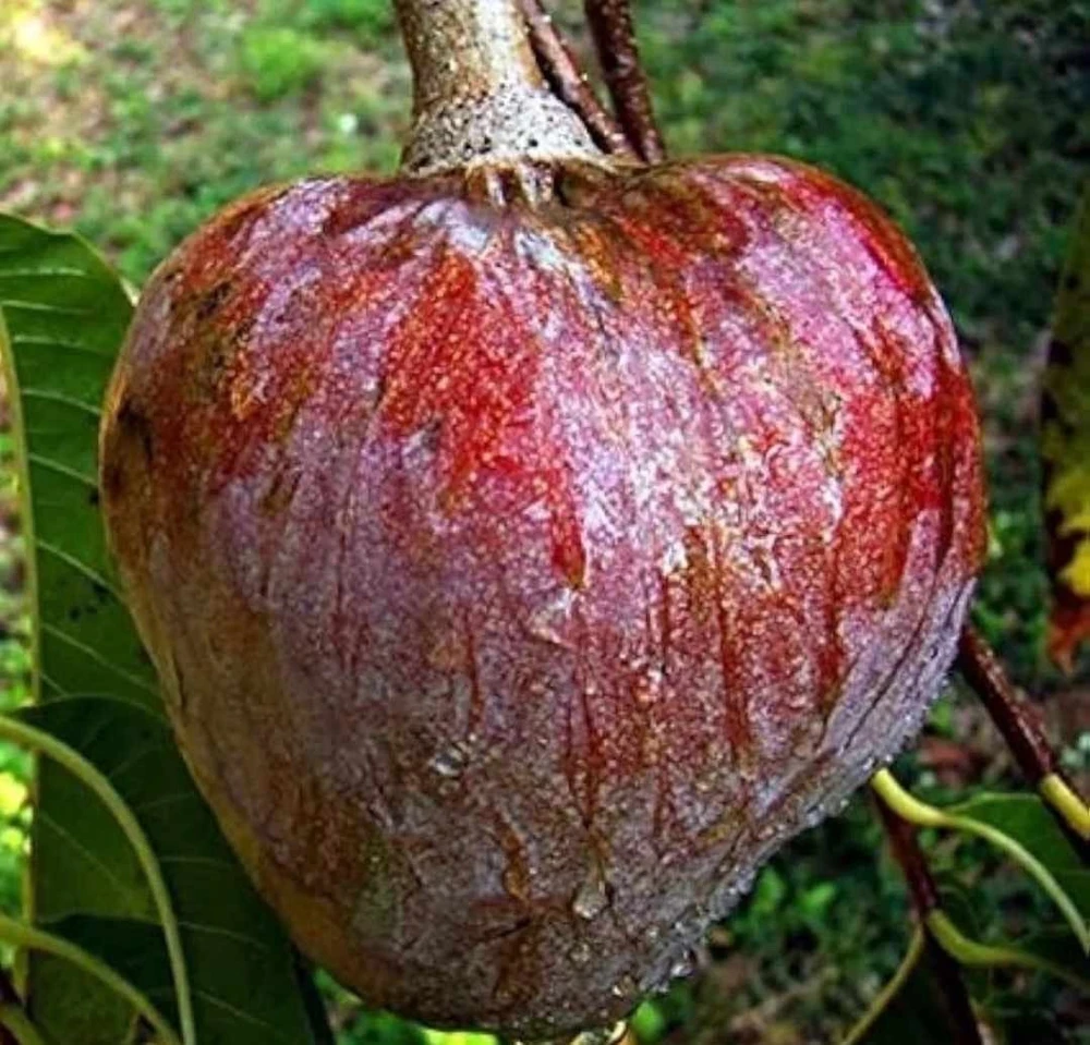 Red Heart Custard Apple Tree Live Plant - Annona Squamosa - 12-18 inch Fruit Tree - Image 1