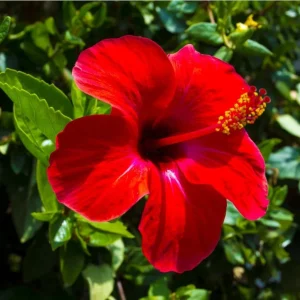 Red Hibiscus Live Plant, Hardy Tropical Shrub, 4-8 Inch Tall - Image 3