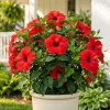 Red Hibiscus Live Plant, Hardy Tropical Shrub, 4-8 Inch Tall - Image 1