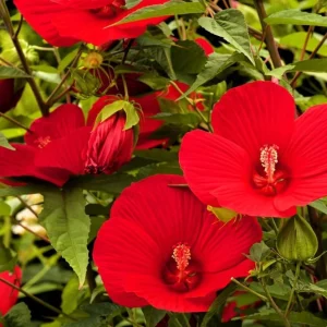 Red Hibiscus Live Plant, Hardy Tropical Shrub, 4-8 Inch Tall - Image 5