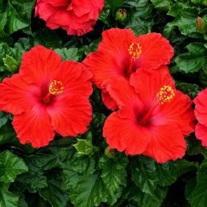 Red Hibiscus Live Plant, Hardy Tropical Shrub, 4-8 Inch Tall - Image 6