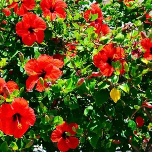 Red Hibiscus Live Plant, Hardy Tropical Shrub, 4-8 Inch Tall - Image 7