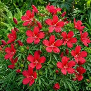 Red Hibiscus Live Plant, Tropical Flowering Shrub, 4-8 Inch Tall, Outdoor - Image 4