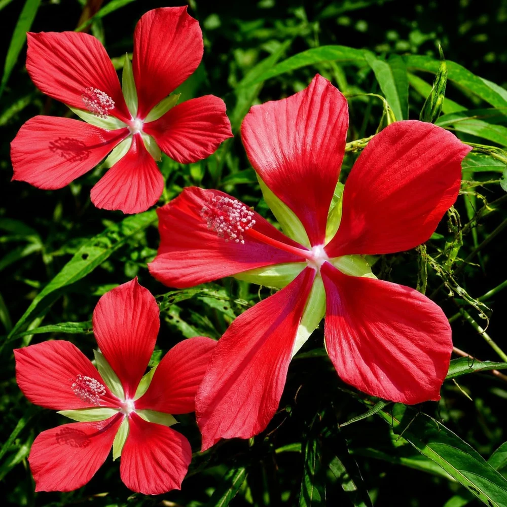 Red Hibiscus Live Plant, Tropical Flowering Shrub, 4-8 Inch Tall, Outdoor - Image 5