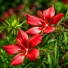 Red Hibiscus Live Plant, Tropical Flowering Shrub, 4-8 Inch Tall, Outdoor - Image 1