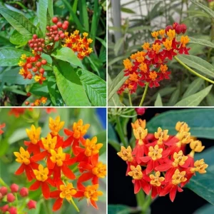 Red Milkweed Live Plants - Set of 2, 4-6 Inch Starter Plants for Outdoor Gardens - Image 3