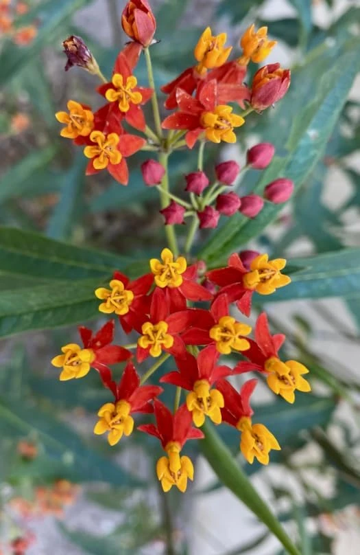 Red Milkweed Live Plants - Set of 2, 4-6 Inch Starter Plants for Outdoor Gardens - Image 4