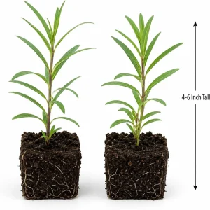 Red Milkweed Live Plants - Set of 2, 4-6 Inch Starter Plants for Outdoor Gardens - Image 5