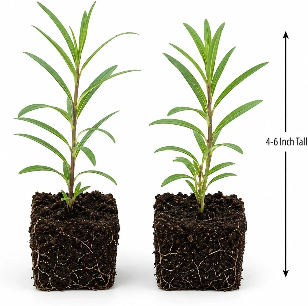 Red Milkweed Live Plants - Set of 2, 4-6 Inch Starter Plants for Outdoor Gardens - Image 5