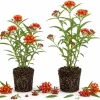 Red Milkweed Live Plants - Set of 2, 4-6 Inch Starter Plants for Outdoor Gardens - Image 1