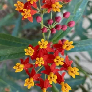 Red Milkweed Live Plants - Set of 4 Starter Plants, 4-6 Inches Tall, Outdoor Perennial - Image 4