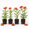 Red Milkweed Live Plants - Set of 4 Starter Plants, 4-6 Inches Tall, Outdoor Perennial - Image 1