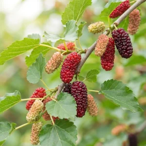 Red Mulberry Tree Live Plant, 4-7 Inch Starter, Fruit Tree for Garden & Patio - Image 3