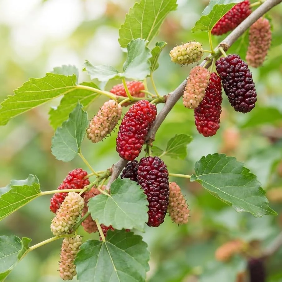 Red Mulberry Tree Live Plant, 4-7 Inch Starter, Fruit Tree for Garden & Patio - Image 3