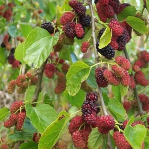 Red Mulberry Tree Live Plant, 4-7 Inch Starter, Fruit Tree for Garden & Patio - Image 4