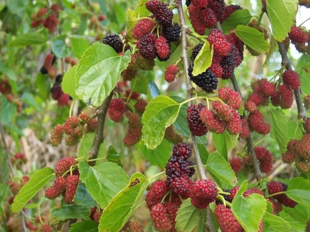 Red Mulberry Tree Live Plant, 4-7 Inch Starter, Fruit Tree for Garden & Patio - Image 4