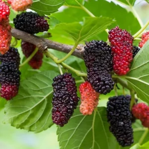 Red Mulberry Tree Live Plant, 4-7 Inch Starter, Fruit Tree for Garden & Patio - Image 5