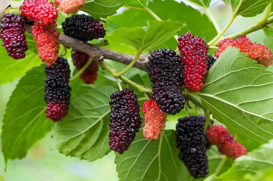 Red Mulberry Tree Live Plant, 4-7 Inch Starter, Fruit Tree for Garden & Patio - Image 5