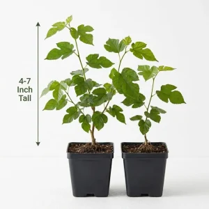Red Mulberry Tree Live Plant, 4-7 Inch Starter, Fruit Tree for Garden & Patio - Image 6