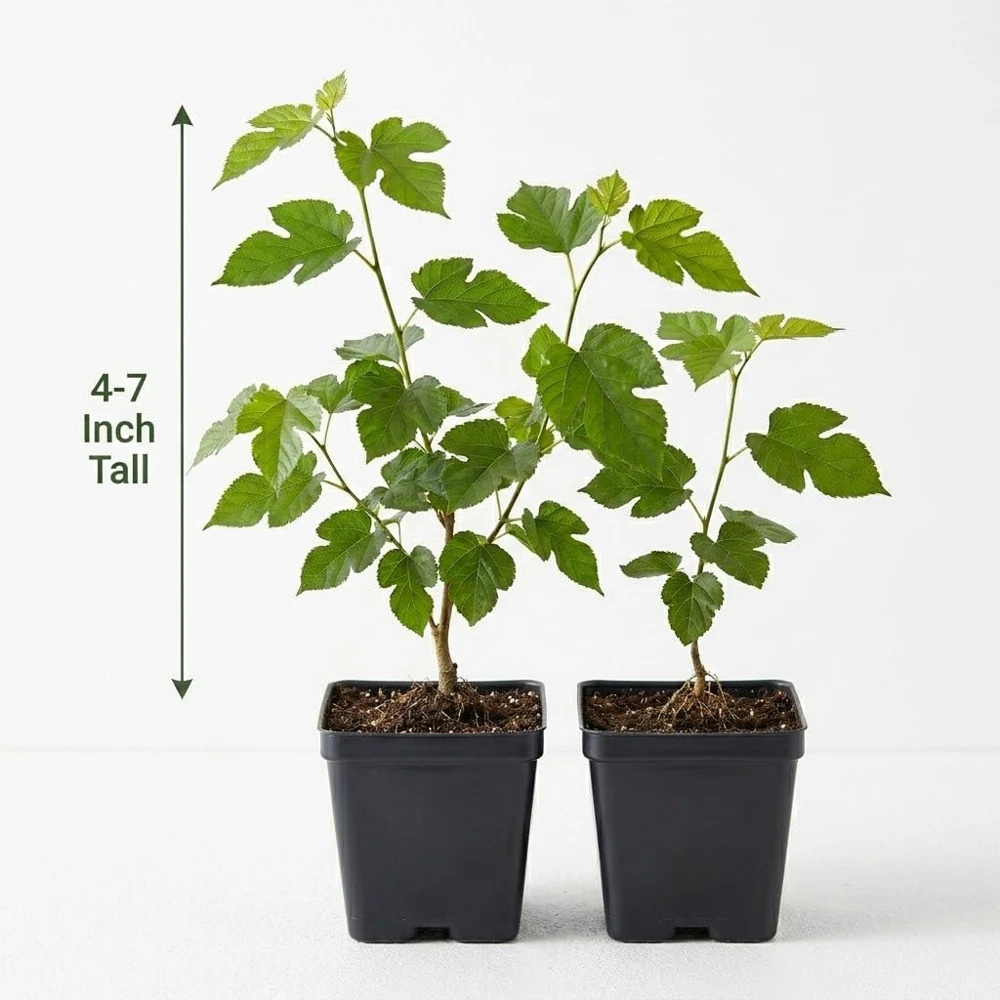 Red Mulberry Tree Live Plant, 4-7 Inch Starter, Fruit Tree for Garden & Patio - Image 6
