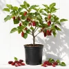 Red Mulberry Tree Live Plant, 4-7 Inch Starter, Fruit Tree for Garden & Patio - Image 1