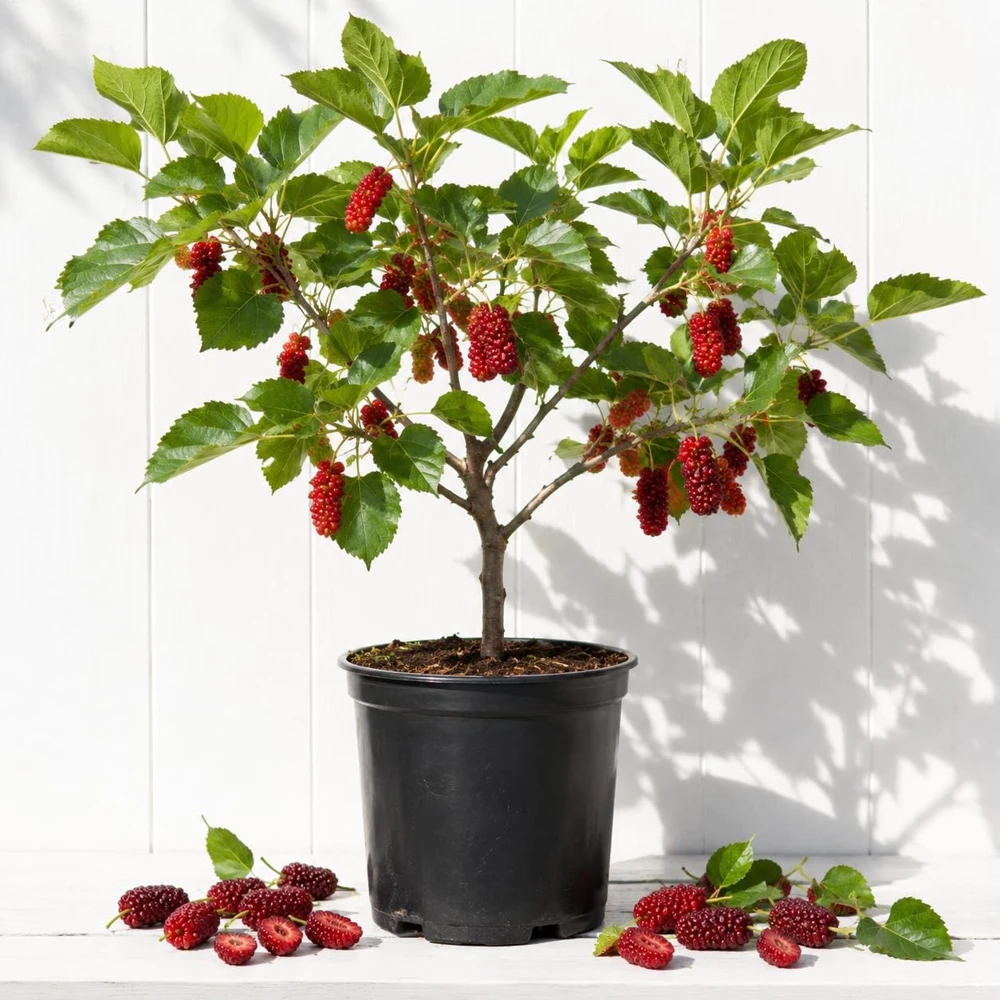 Red Mulberry Tree Live Plant, 4-7 Inch Starter, Fruit Tree for Garden & Patio - Image 1
