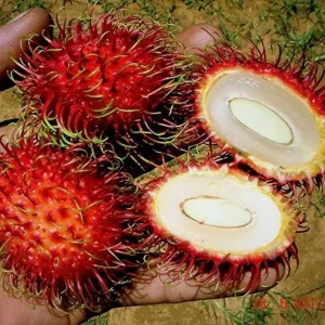 Red Rambutan Live Fruit Tree - Tropical Nephelium Lappaceum Plant, 2 ft Tall - Image 2