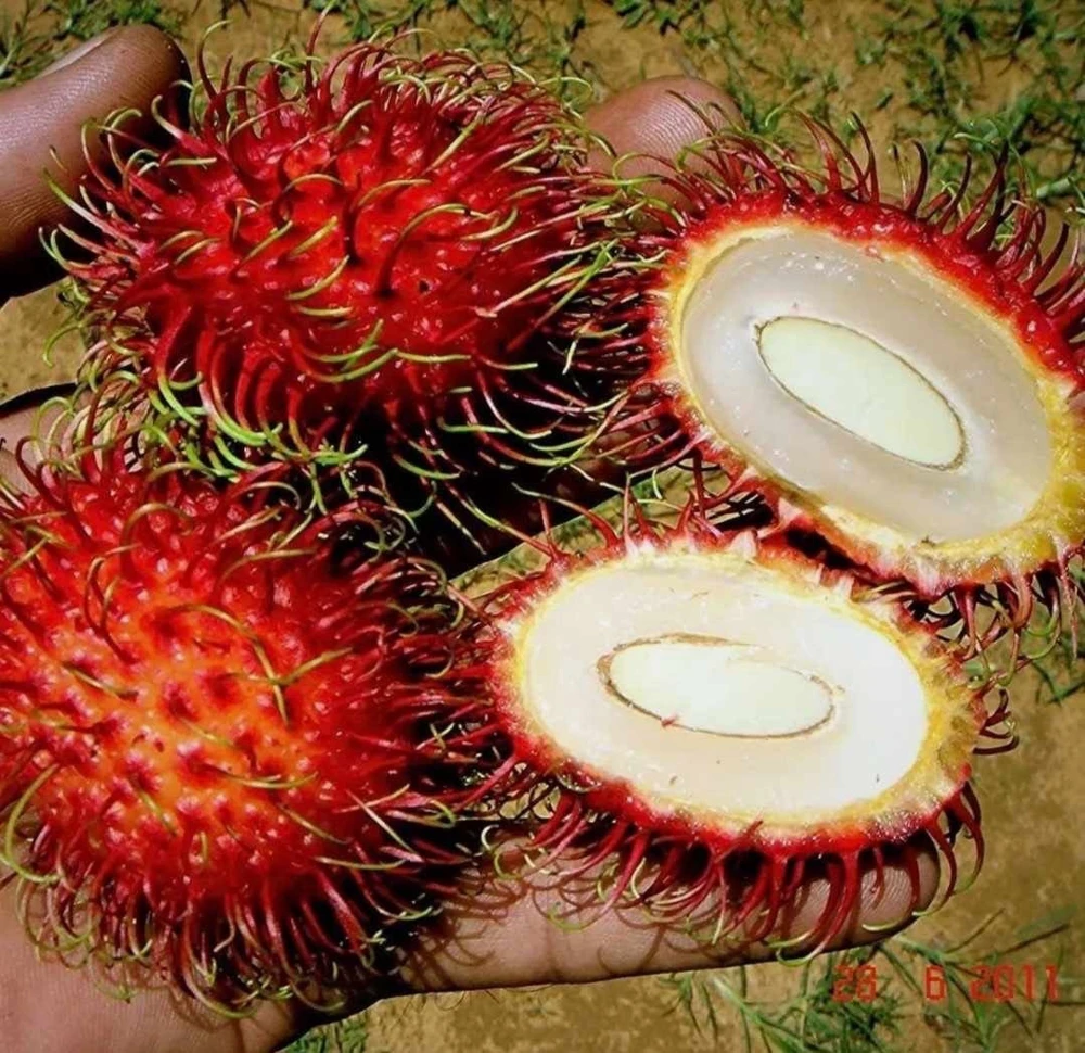 Red Rambutan Live Fruit Tree - Tropical Nephelium Lappaceum Plant, 2 ft Tall - Image 2