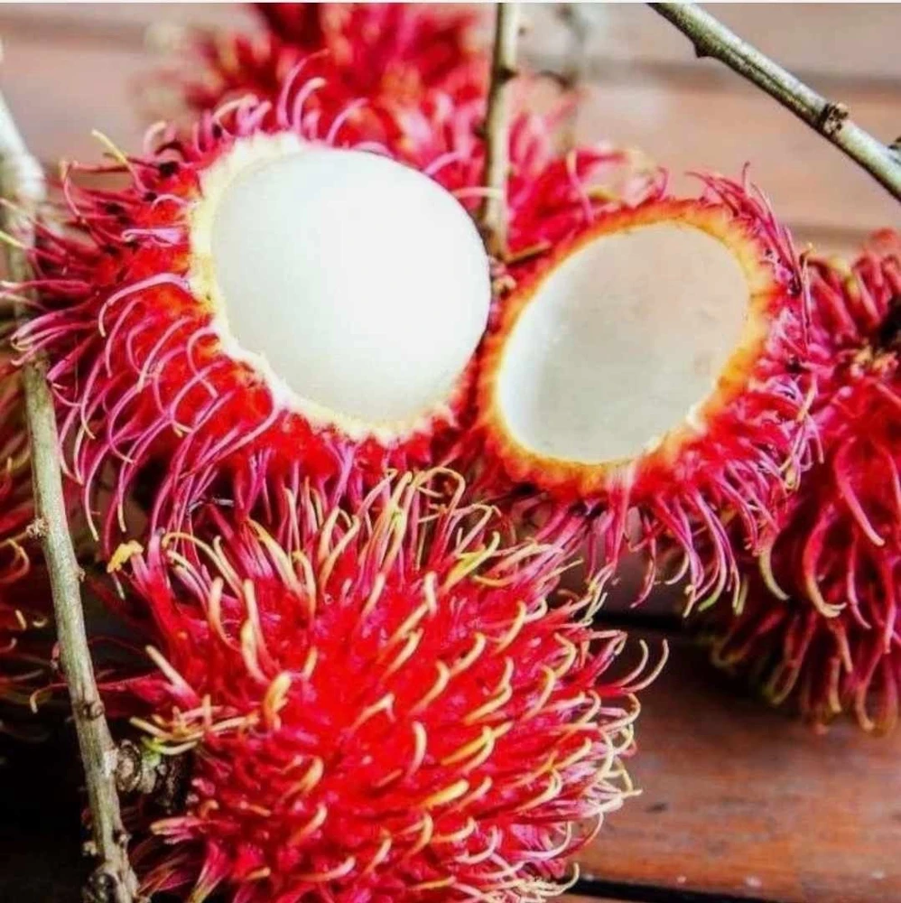 Red Rambutan Live Fruit Tree - Tropical Nephelium Lappaceum Plant, 2 ft Tall - Image 3