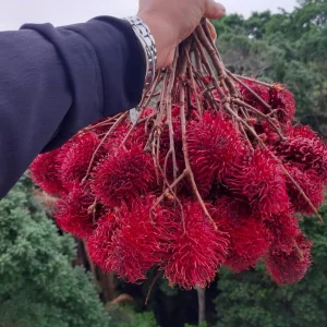 Red Rambutan Live Fruit Tree - Tropical Nephelium Lappaceum Plant, 2 ft Tall - Image 4