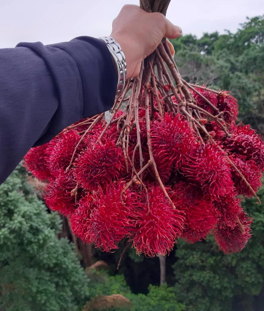 Red Rambutan Live Fruit Tree - Tropical Nephelium Lappaceum Plant, 2 ft Tall - Image 4