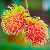 Red Rambutan Live Fruit Tree - Tropical Nephelium Lappaceum Plant, 2 ft Tall - Image 1