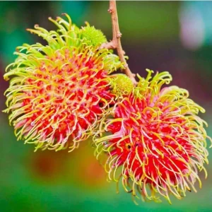 Red Rambutan Live Fruit Tree - Tropical Nephelium Lappaceum Plant, 2 ft Tall - Image 1