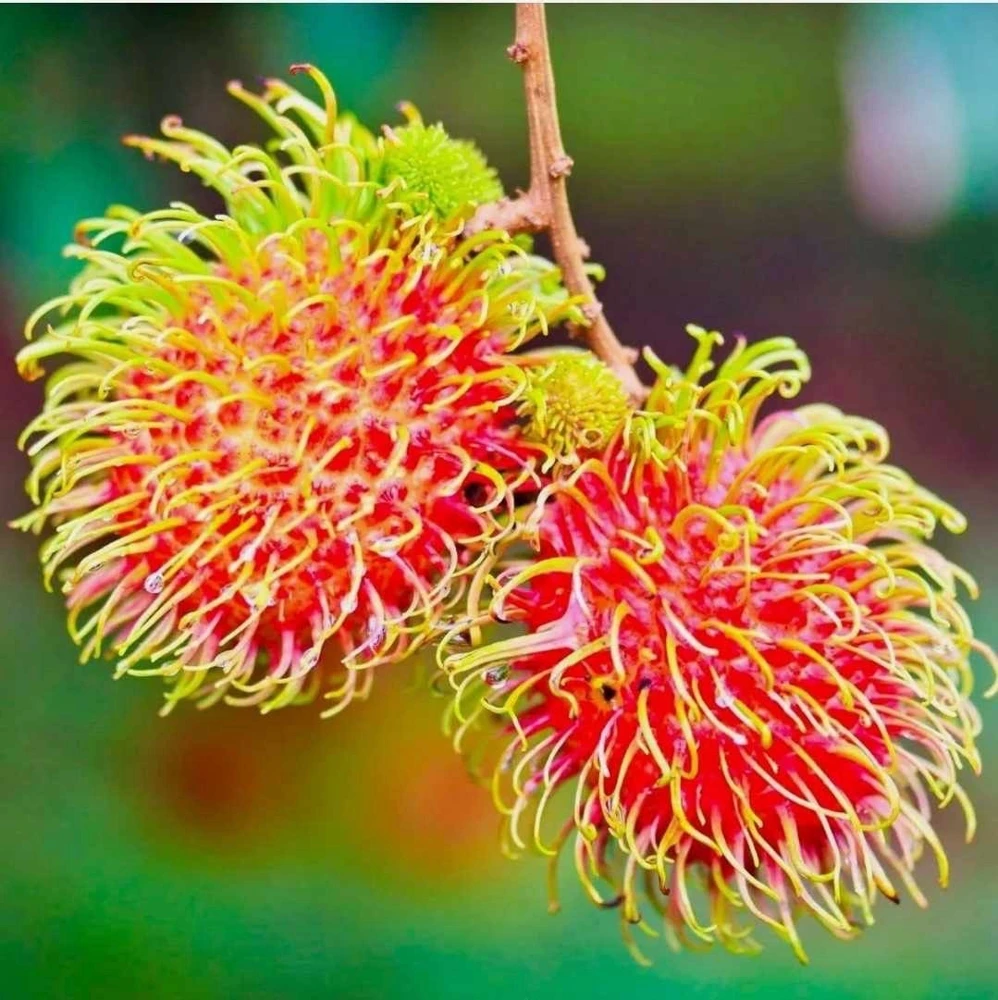 Red Rambutan Live Fruit Tree - Tropical Nephelium Lappaceum Plant, 2 ft Tall - Image 1
