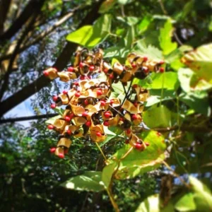 Red Sandalwood Tree Live Plant – Adenanthera Pavonina – 1 FT Tall – Outdoor - Image 1