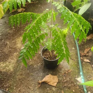 Red Sandalwood Tree Live Plant – Adenanthera Pavonina – 1 FT Tall – Outdoor - Image 3