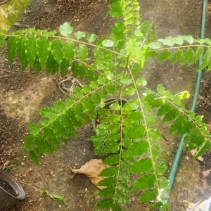Red Sandalwood Tree Live Plant – Adenanthera Pavonina – 1 FT Tall – Outdoor - Image 4