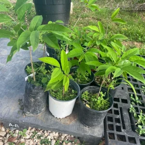 Red Sugar Apple Tree (Annona squamosa) Live Fruit Plant 10-24in - Image 2