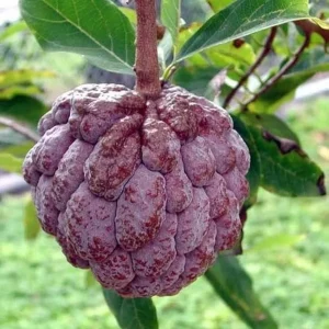Red Sugar Apple Tree (Annona squamosa) Live Fruit Plant 10-24in - Image 3